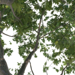 Maple tree