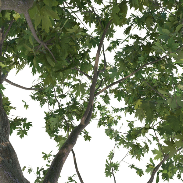 Maple tree
