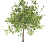 Maple tree