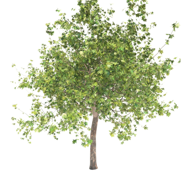 Maple tree