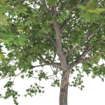 Maple tree