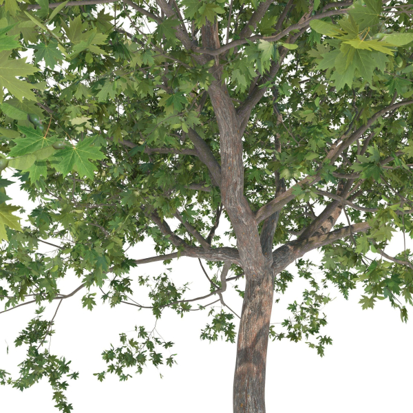 Maple tree