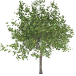 Maple tree