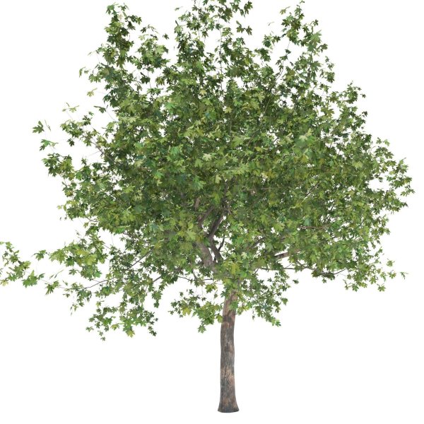 Maple tree