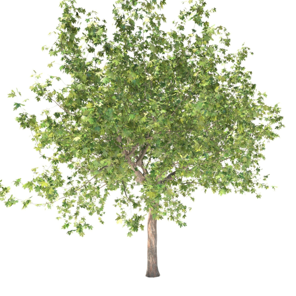 Maple tree