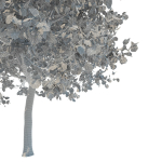 Maple tree