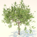 Maple tree