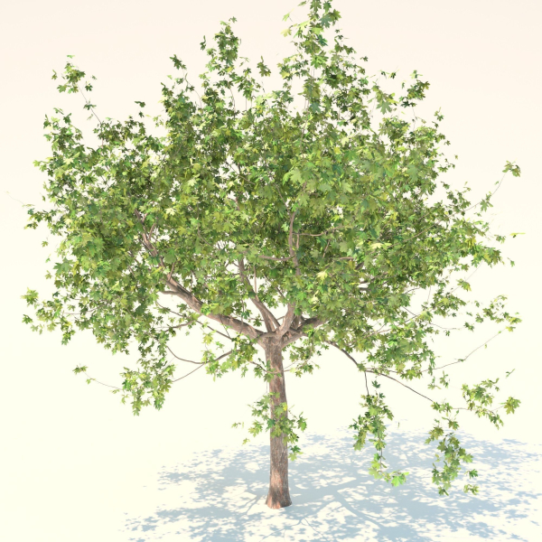 Maple tree