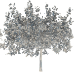 Maple tree