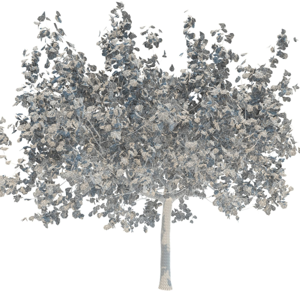 Maple tree