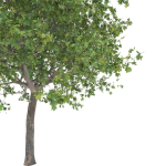 Maple tree