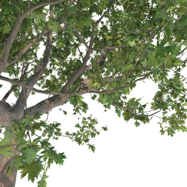 Maple tree