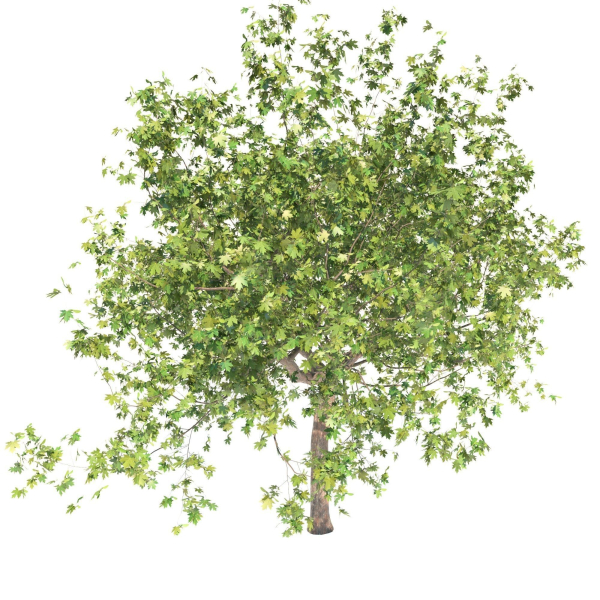Maple tree