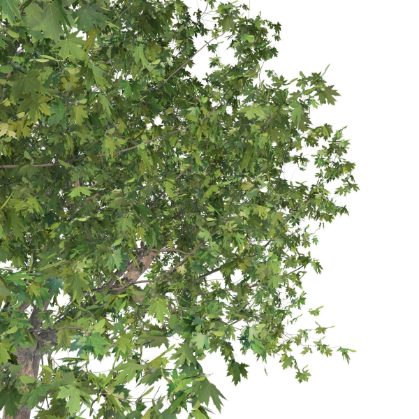 Maple tree