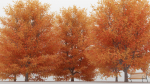 Maple Tree Pack 01