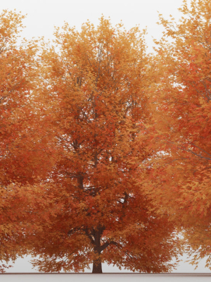 maple-tree-pack-01-3d-model-max-fbx