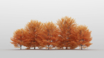 Maple Tree Pack 01