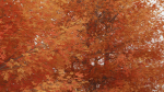 Maple Tree Pack 01