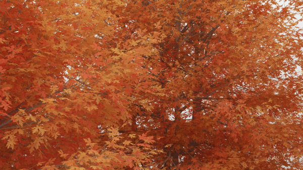 Maple Tree Pack 01