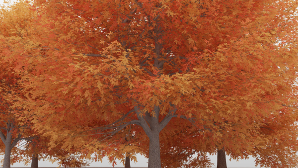 Maple Tree Pack 01
