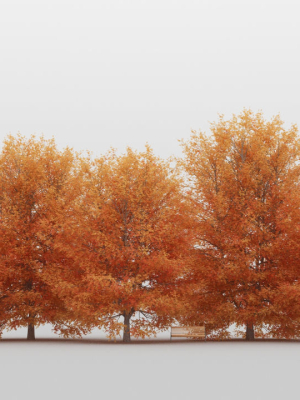 Maple Tree Pack 01