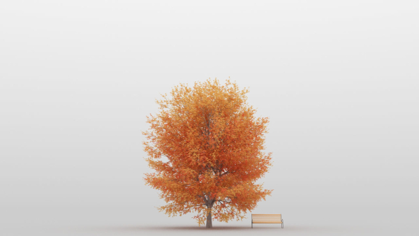 Maple Tree Pack 01