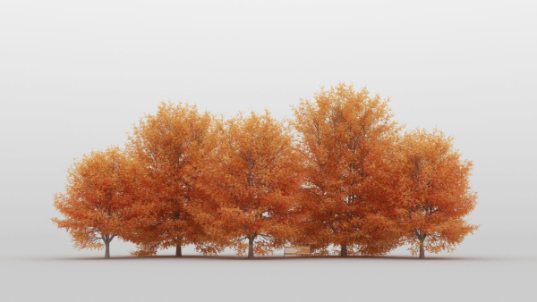 Maple Tree Pack 01
