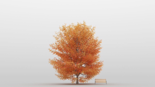 Maple Tree Pack 01