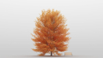 Maple Tree Pack 01