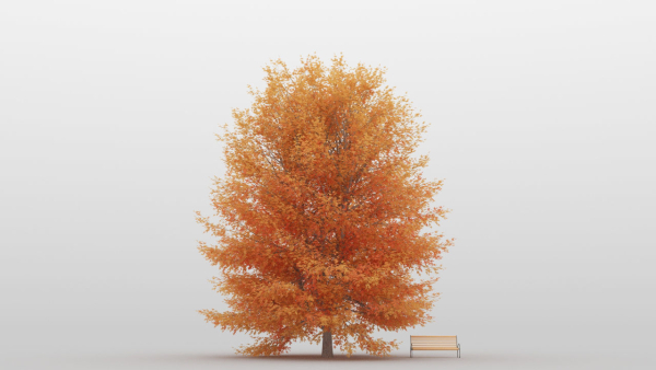Maple Tree Pack 01