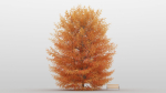 Maple Tree Pack 01