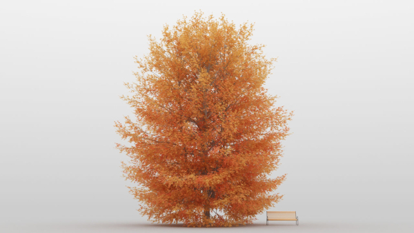 Maple Tree Pack 01