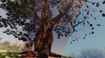 Maple Trees in 3 Seasons