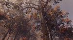 Maple Trees in 3 Seasons