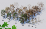 Maple Trees in 3 Seasons