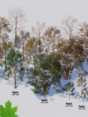 Maple Trees in 3 Seasons