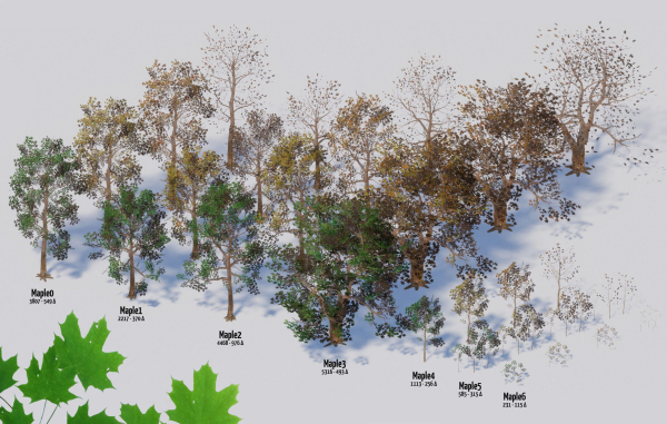 Maple Trees in 3 Seasons