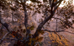 Maple Trees in 3 Seasons