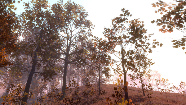Maple Trees in 3 Seasons
