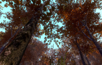 Maple Trees in 3 Seasons