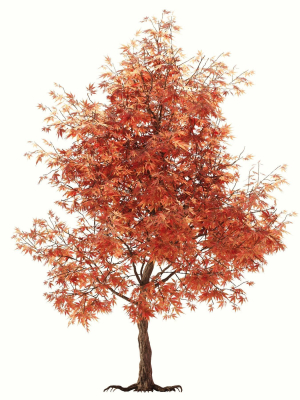 mapletree01-3d-model-43a596ca4b