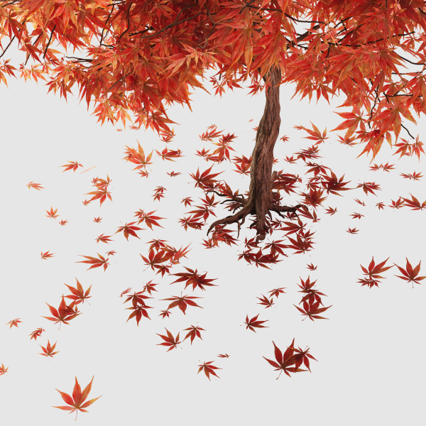 mapletree01 two maple trees