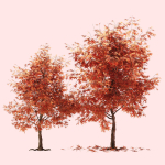 mapletree01 two maple trees