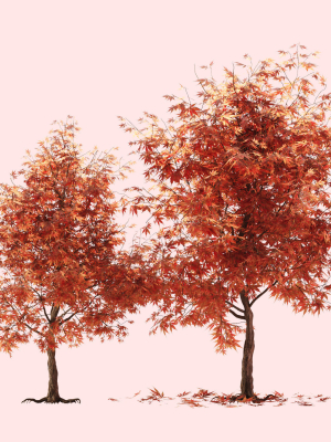 mapletree01 two maple trees
