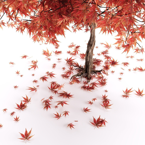 mapletree01 two maple trees