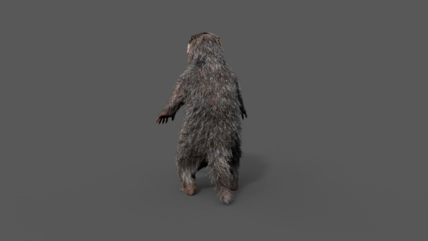 Marmot groundhog