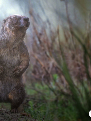 Marmot groundhog