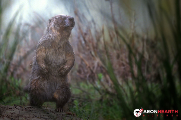 Marmot groundhog