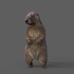 Marmot groundhog