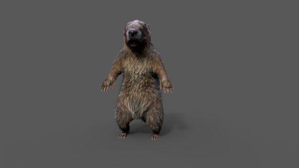 Marmot groundhog